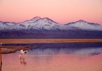 Tierra atacama chile flamingos