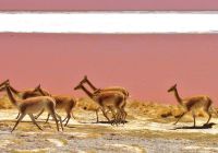 Travessia uyuni animais