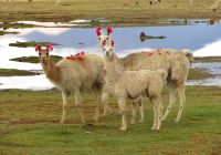 Travessia uyuni fauna
