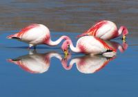 Travessia uyuni flamingos