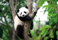 Bebe panda