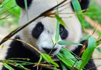Panda china