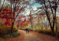 Coreiadosul daegu parque