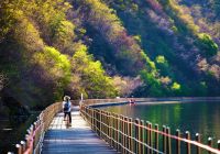 Coreiadosul gangwon do ponte floresta bicicleta