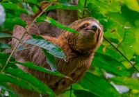 Bicho pregrica costa rica