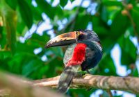 Costa rica aracari