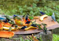 Costa rica bird
