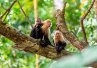 Costa rica family monkey