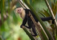 Costa rica macaco prego