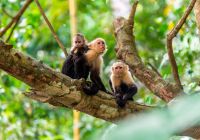 Macaco prego costa rica