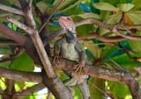 Nantipa hotel iguana