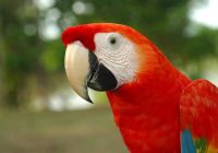 Aqua expeditions peru amazonia araras