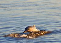 Aqua expeditions peru amazonia golfinho