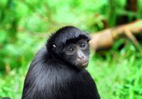 Aqua expeditions peru amazonia macaco aranha preto