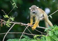 Aqua expeditions peru amazonia macaco esquilo