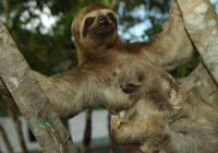 Aqua expeditions peru amazonia preguica