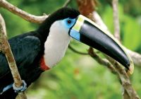 Aqua expeditions peru amazonia tucano
