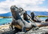 Galapagos andbeyond galapagos explorer iguanas terrestres