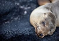 Silversea galapagos leao marinho