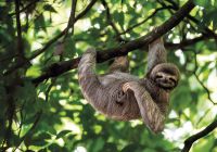 Costa rica preguica