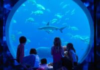 Atlantis the palm aquarium