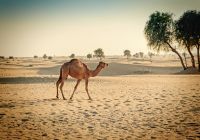Camelo Deserto Dubai