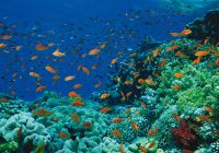 mergulho Four Seasons Sharm el-Sheikh