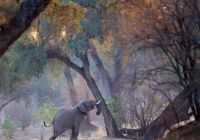 Elefante