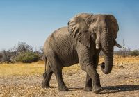 Elephant little machaba botswana