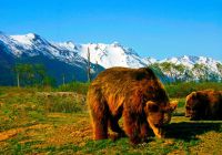 Alaskan brown bears at the alaska wildlife