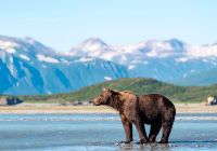 Brown bear ursus arctos stands in the water behind mountains katmai national park