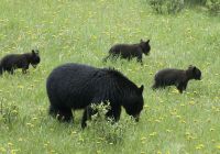 Familia de ursos em jasper