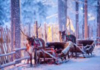 Finlandia rovaniemi neve renas