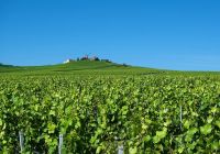 Franca champagne campo vinhedo moinho