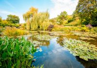 Franca giverny jardim de monet lake