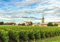 Vinhas de saint emilion bordeaux