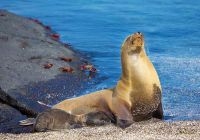 Iate aquaexpeditions galapagos aquamare leaomarinho