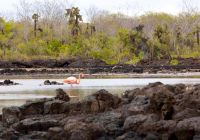 Iate aquaexpeditions galapagos aquamare praia animal flamingo