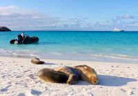Iate aquaexpeditions galapagos aquamare praia animal