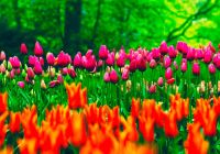 Amsterdam tulipas