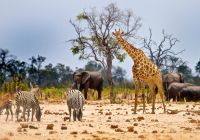 Hwange national park