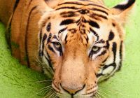 Pacote Índia: Tigre de Bengala, Reserva de Animais, Parque Nacional