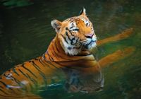 Tigre india