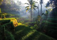 Tegallalang rice