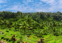 Terraço arroz Jatiluwih, Ubud, Bali