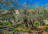 Monte das Oliveiras - Jerusalém, Israel.