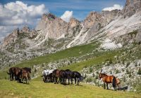 Cavalos que pastam perto da passagem de Giau em Dolomitas Sul da Itália