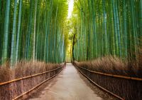 floresta de bambu, Arashiyama, Quioto, Pacote Japão