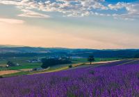 Furano japao hokkaido travel navi campo lavanda vista