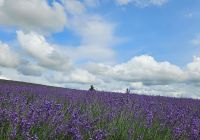 Furano japao hokkaido travel navi campo lavanda